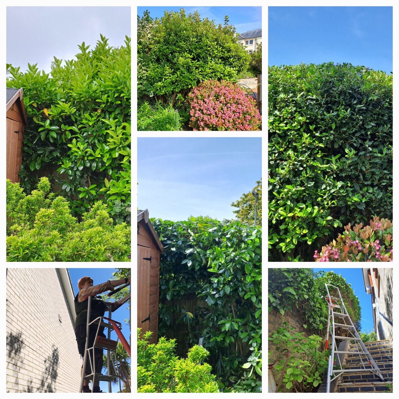 Shrub pruning.