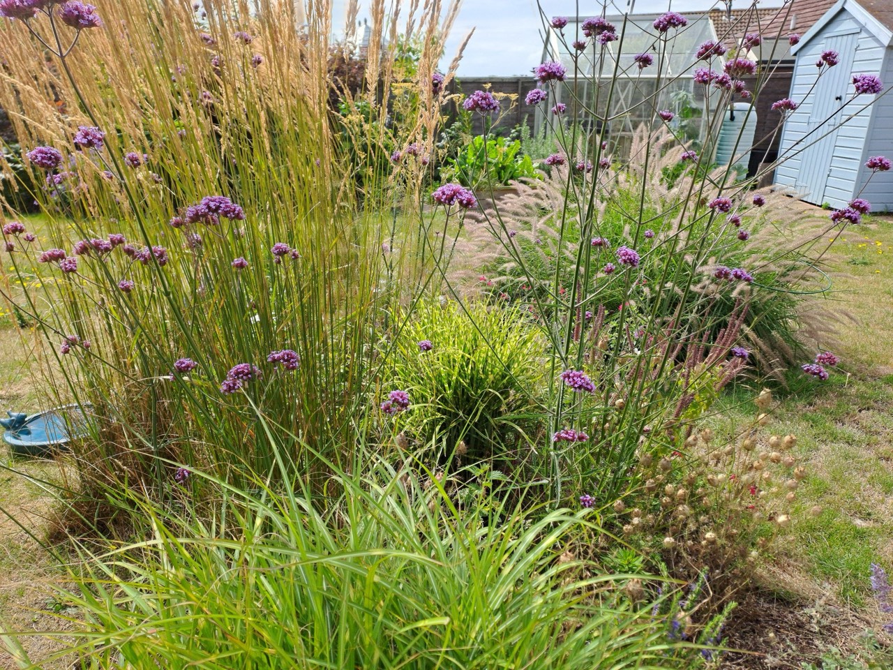 Pollinator friendly planting, one year on.